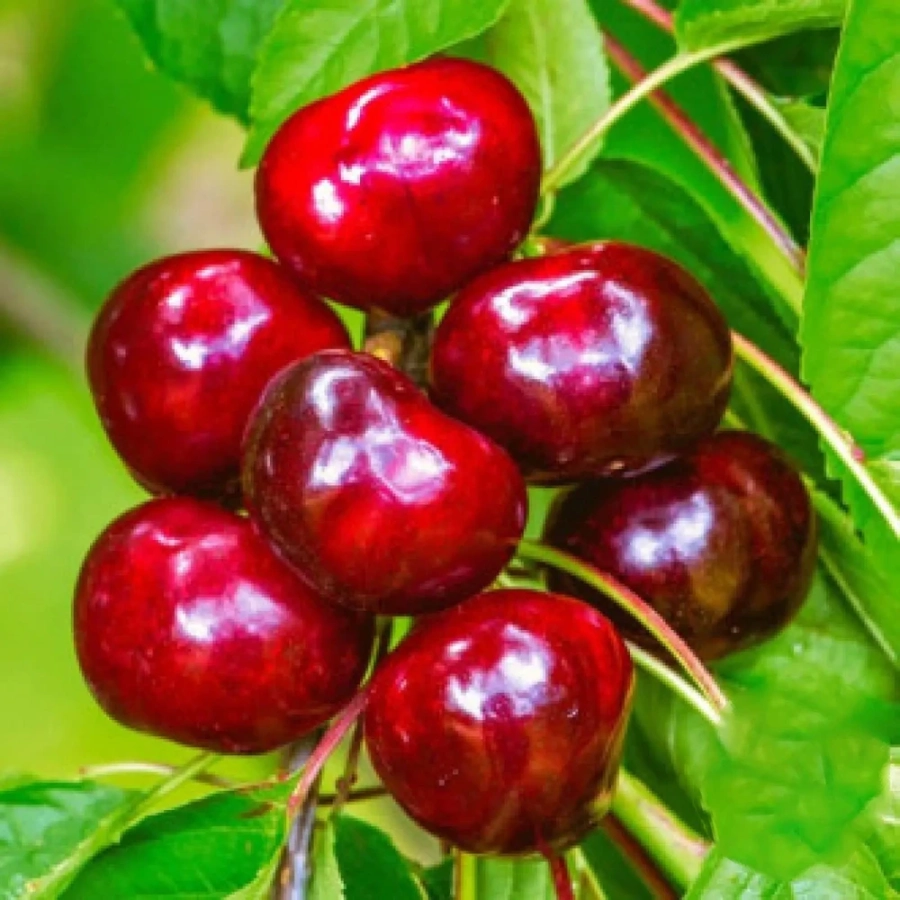 group-1147 Pom Fructifer - Cireș Germesdorfer ( 20 bucati ) 1