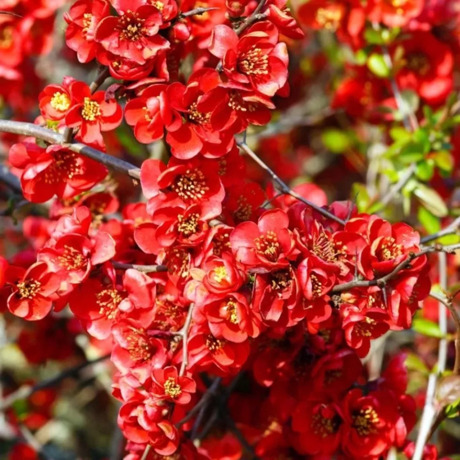 Gutui Japonez Clementine 1