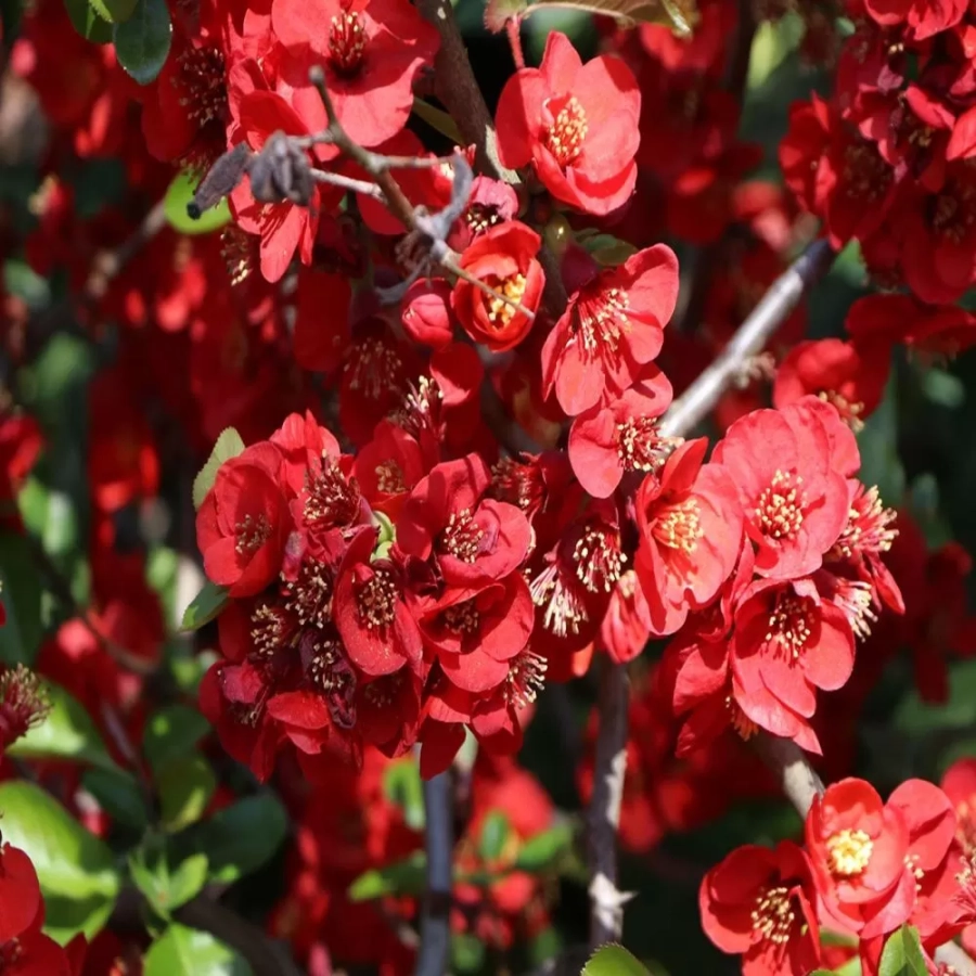 Gutui Japonez Elly Mossel 1