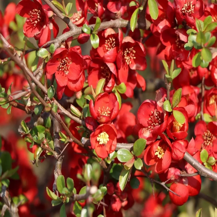 gutui-japonez-fire-dance Gutui Japonez Fire Dance 1