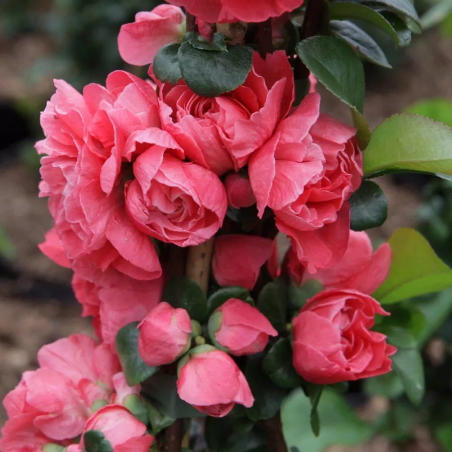 Gutui Japonez Pink Storm 1