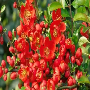 Gutui Japonez Red Joy 1