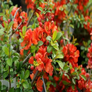 Gutui Japonez Sargentii Vandeputte 1