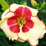 Hemerocallis Ageless Beauty 1 buc/pachet 1