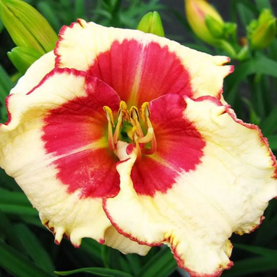 hemerocalis-beauty Hemerocallis Ageless Beauty 1 buc/pachet 1