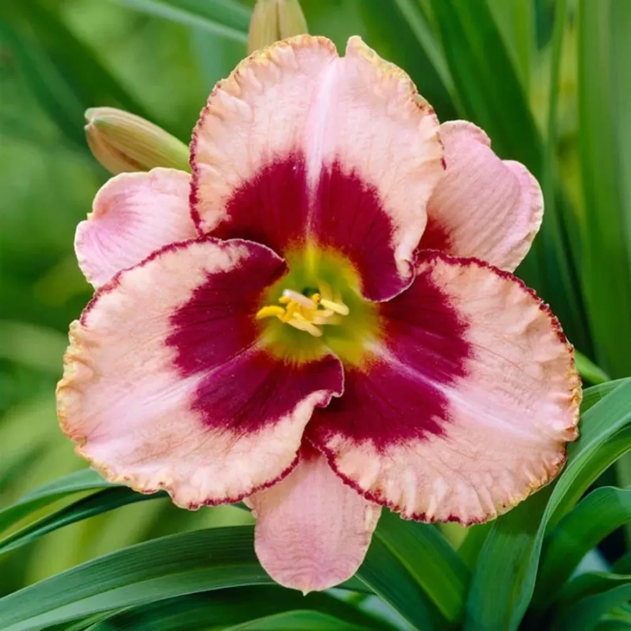 hemerocalis-deception Hemerocallis Deception 1