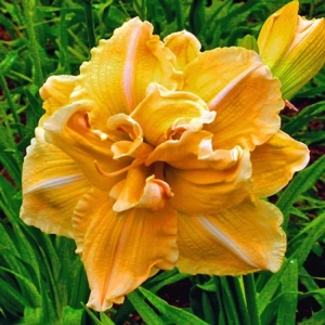 Hemerocallis