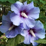Hibiscus Blue Satin - Ghiveci 3 l - Înălțime 50 - 60 cm 1