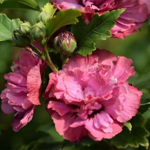 Hibiscus Duc de Brabant - Ghiveci 3 l - Înălțime 50 - 60 cm 1