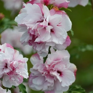 Hibiscus French Cabaret Pastel - Ghiveci 3 l - Înălțime 50 - 60 cm 1