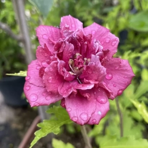 Hibiscus French Cabaret Red - Ghiveci 3 l - Înălțime 50 - 60 cm 1