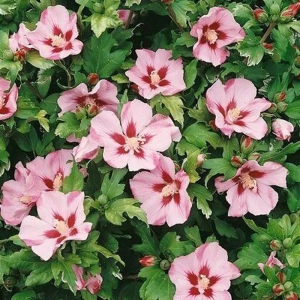 Hibiscus Hamabo Vandeputte - Ghiveci 3 l - Înălțime 50 - 60 cm 1