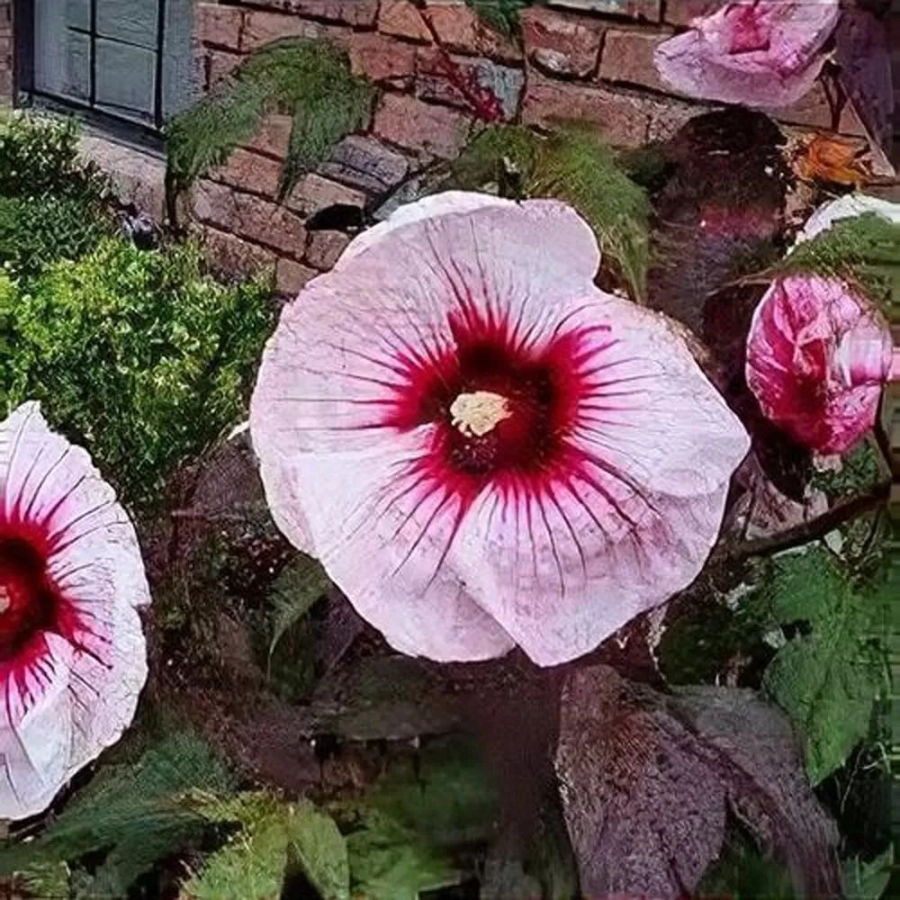 hibiscus-3l-kopper-king Hibiscus Kopper King - Ghiveci 3 l - Înălțime 50 - 60 cm 1