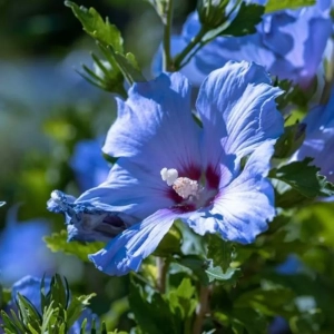 Hibiscus Oiseau Bleu Vandeputte - Ghiveci 3 l - Înălțime 50 - 60 cm 1