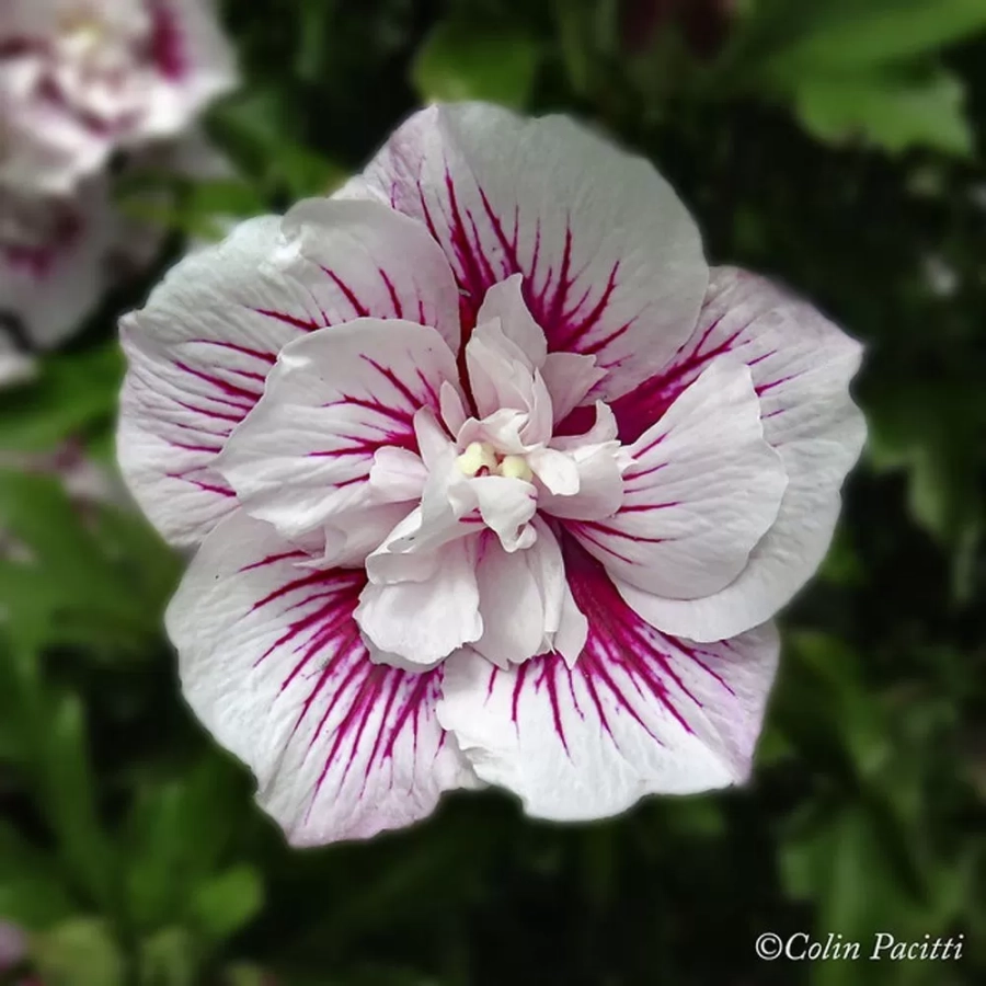 hibiscus-3l-shintaeyang Hibiscus Shintaeyang Vandeputte - Ghiveci 3 l - Înălțime 50 - 60 cm 1