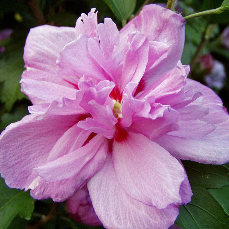 hibiscus-syriacus-Ardens Hibiscus Syriacus - Ardens - Ghiveci 2 l - Inaltime 40 - 50 cm 1