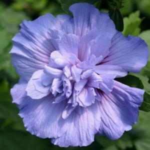 Hibiscus Syriacus - Blue Chiffon - Ghiveci 2 l - Inaltime 40 - 50 cm 1