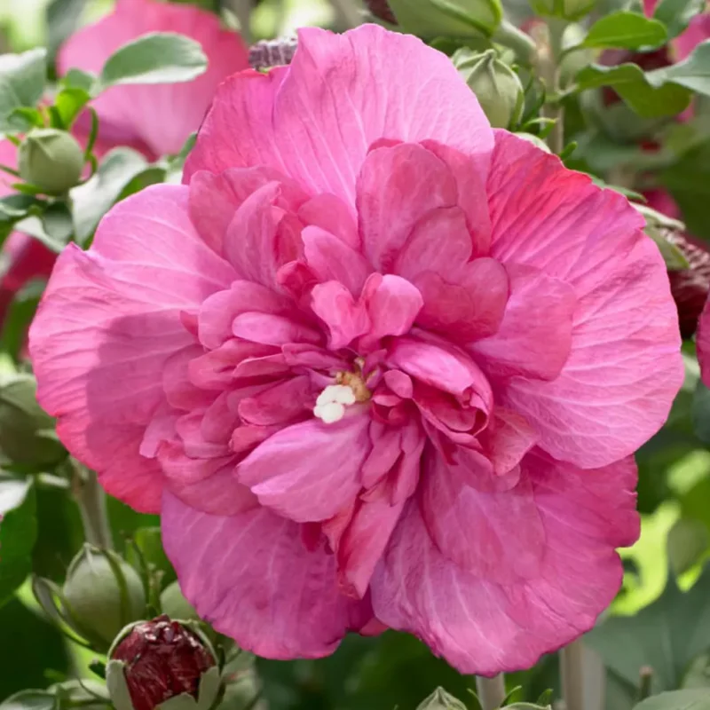 hibiscus-syriacus-Duc-De-Brabant Hibiscus Syriacus - Duc De Brabant - Ghiveci 2 l - Inaltime 40 - 50 cm 1
