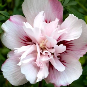 Hibiscus Syriacus - Lady Stanley - Ghiveci 2 l - Inaltime 40 - 50 cm 1