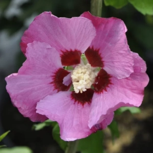 Hibiscus Syriacus - Pink Gigant - Ghiveci 2 l - Inaltime 40 - 50 cm 1