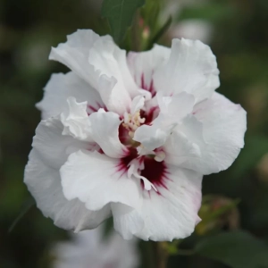 Hibiscus Syriacus - Speciosus - Ghiveci 2 l - Inaltime 40 - 50 cm 1