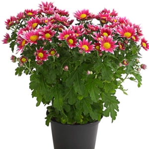 Crizanteme Timpurii - Holiday - La Ghiveci - Inaltime 30 - 40 cm 1