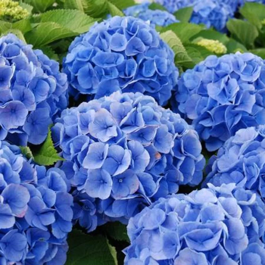 hortensie-bodense Hortensia Hydrangea Macrophylla Bodensee la Ghiveci 3L (30-40 cm) 1