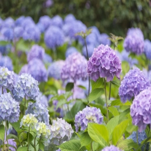 Hortensia macrophylla Bouquet Rose la Ghiveci 3L (30-40 cm) 1