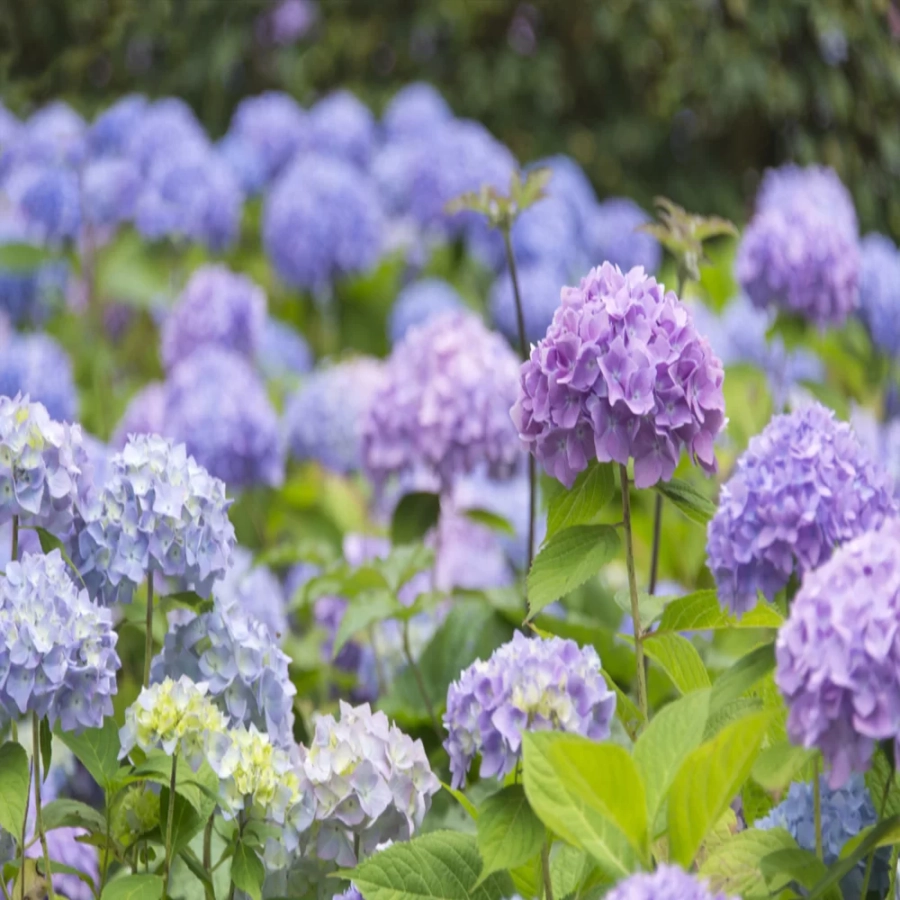 Hortensia macrophylla Bouquet Rose la Ghiveci 3L (30-40 cm) 1