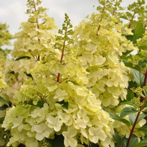 Hortensia paniculata Candlelight la Ghiveci 3L (30-40 cm) 1