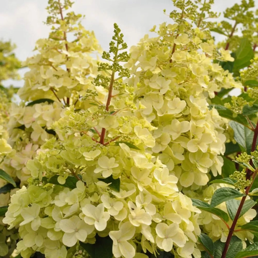 Hortensia paniculata Candlelight la Ghiveci 3L (30-40 cm) 1