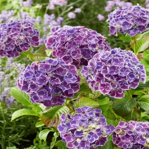 Hortensia Endless Summer la Ghiveci 3L (30-40 cm) 1