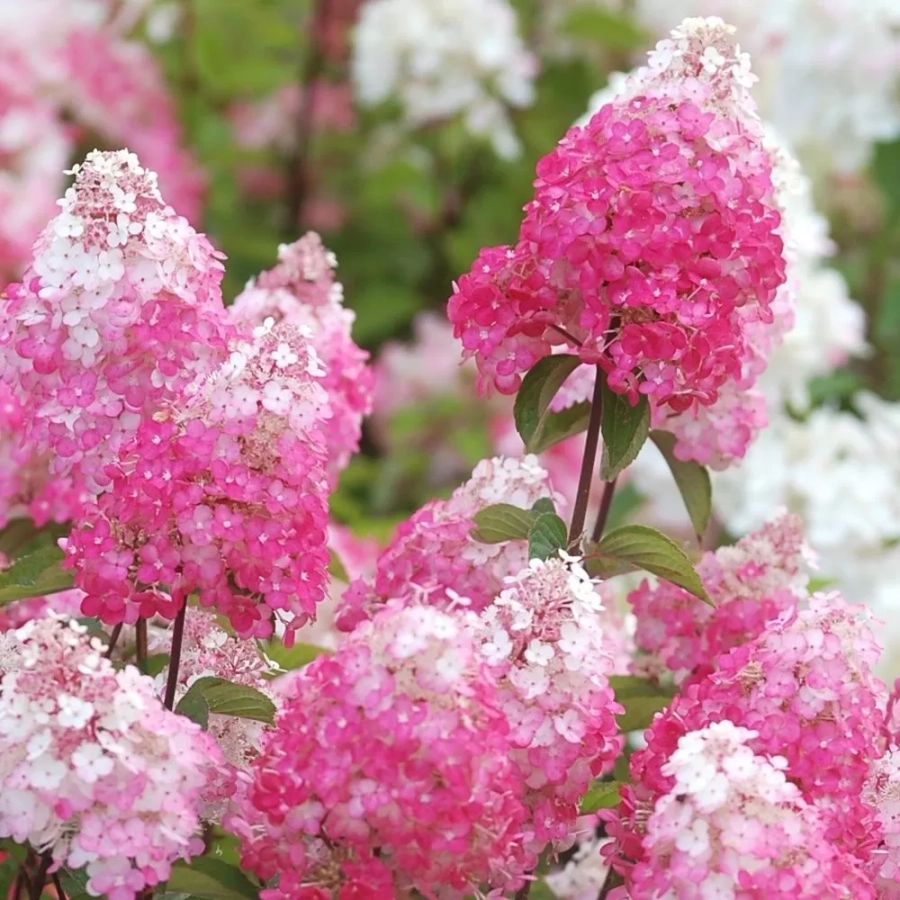 hortensie-fraise-melba Hortensia Fraise Melba la Ghiveci 3L (30-40 cm) 1