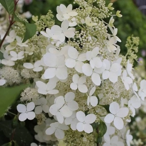 Hortensia Paniculata Great Star la Ghiveci 3L (30-40 cm) 1