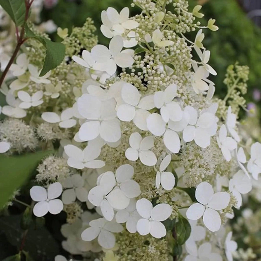 Hortensia Paniculata Great Star la Ghiveci 3L (30-40 cm) 1