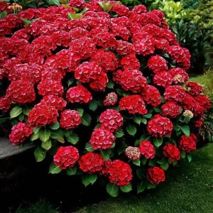 Hortensia Hot Red la Ghiveci 3L (30-40 cm) 1