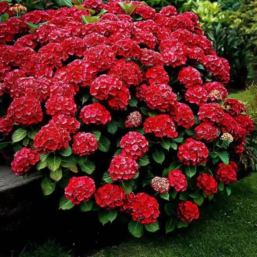Hortensia Hot Red la Ghiveci 3L (30-40 cm) 1
