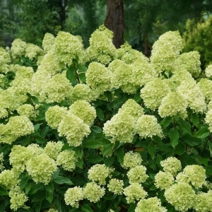 Hortensia paniculata Limelight la Ghiveci 3L (30-40 cm) 1