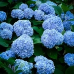 Hortensia macrophylla Nikko Blue la Ghiveci 3L (30-40 cm) 1