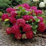Hortensia macrophylla Red Miss Hepburn la Ghiveci 3L (30-40 cm) 1