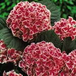 Hortensia Red Queen la Ghiveci 3L (30-40 cm) 1
