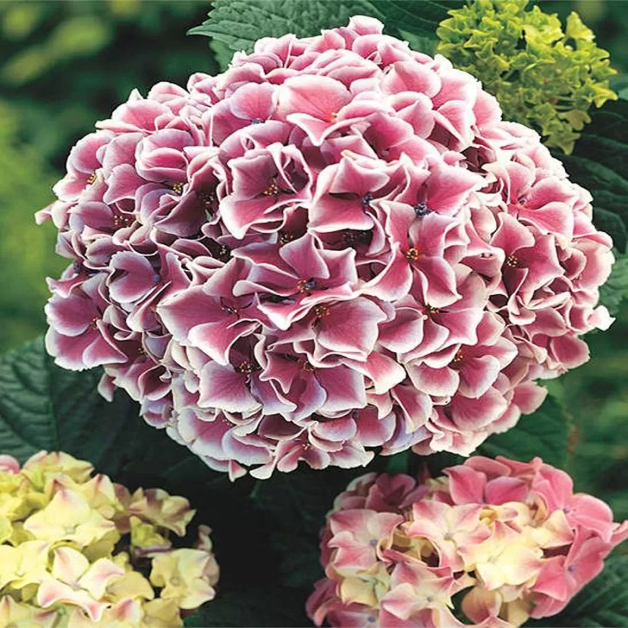 Hortensia Together la Ghiveci 3L (30-40 cm) 1