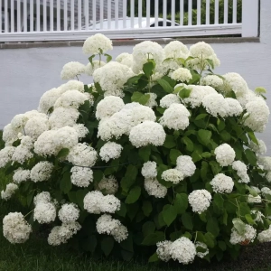Hortensia Machrophylla White la Ghiveci 3L (30-40 cm) 1