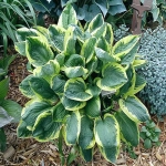 Hosta - Crin de toamna Aureomarginata 1