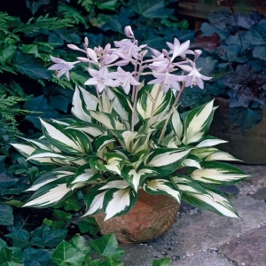 Crin de Toamna (Hosta)