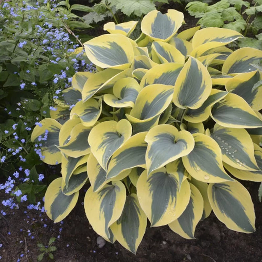 Hosta - Crin de toamna First Frost 1