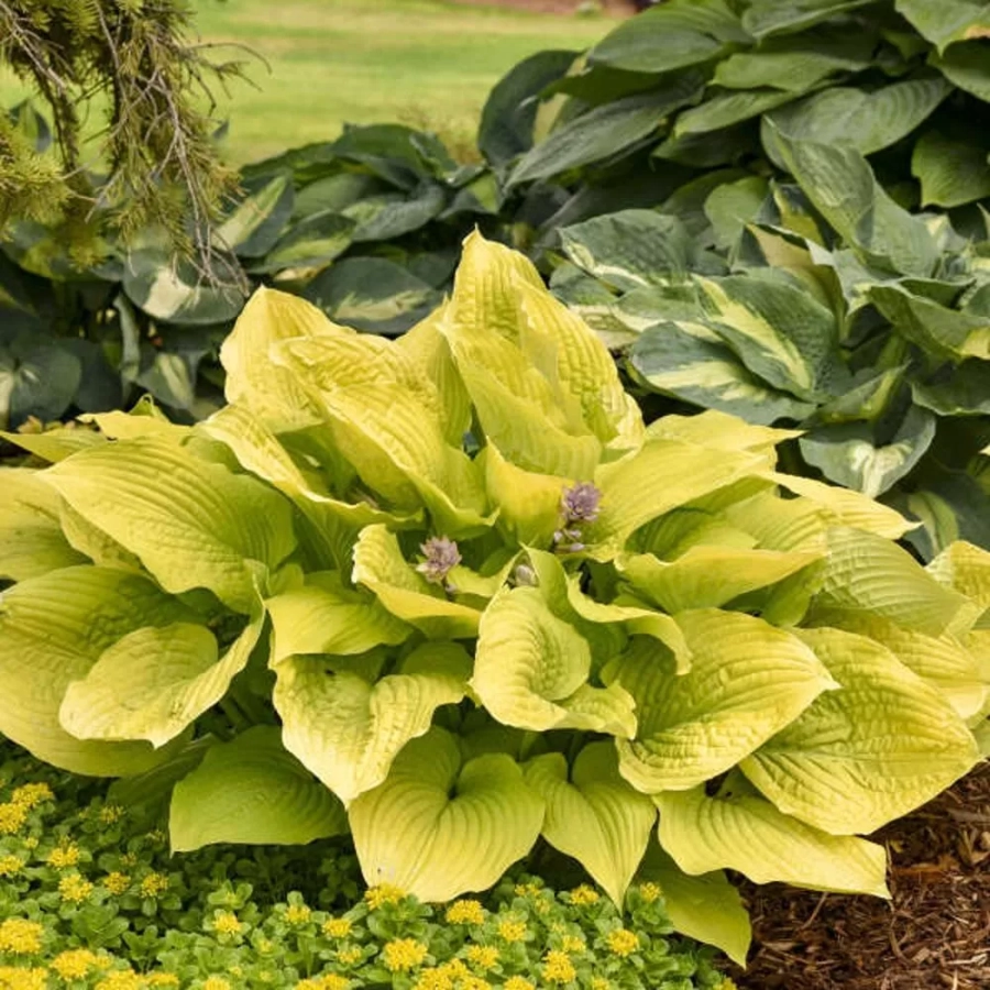 Hosta - Crin de toamna Gold Standard 1