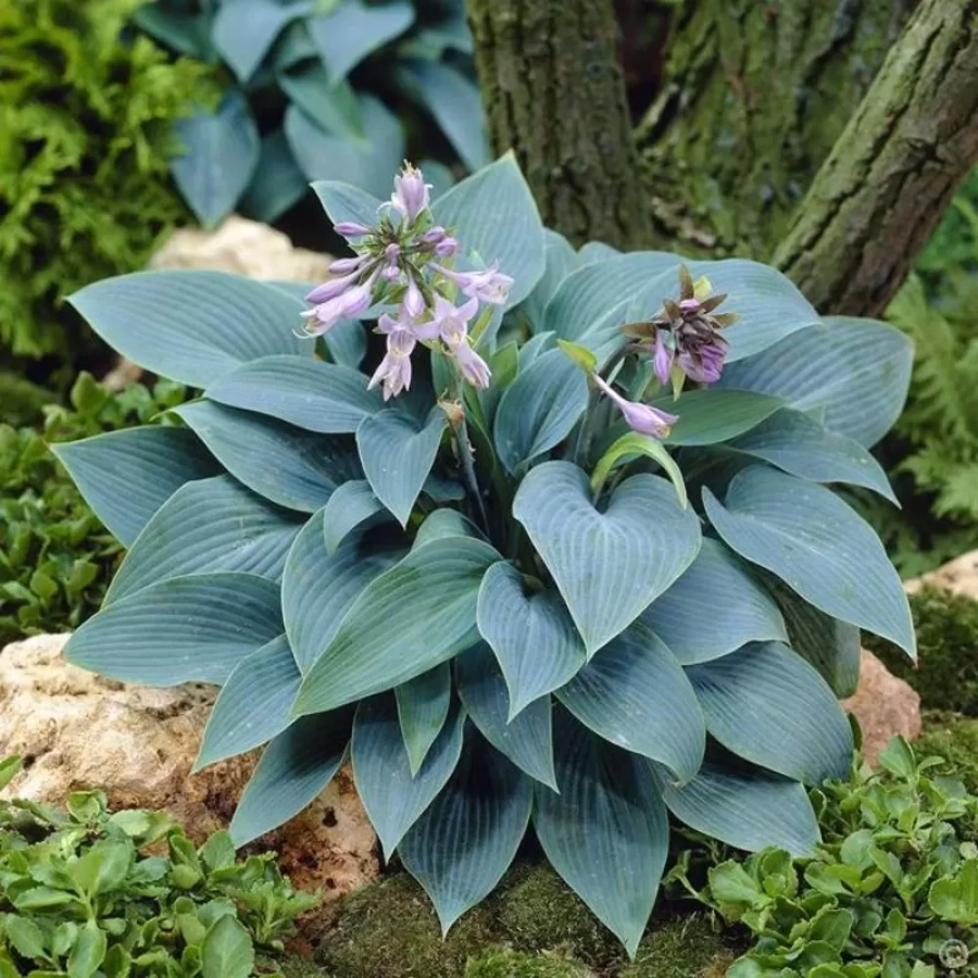 Hosta - Crin de toamna Krossa Regal 1