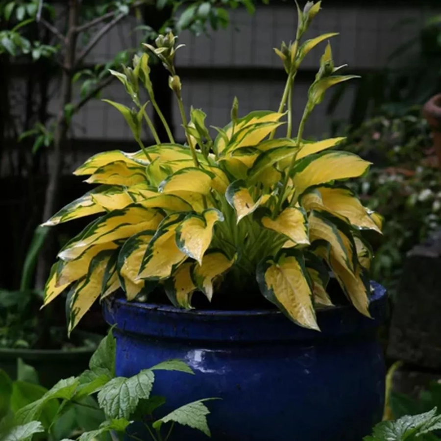 hosta-orange-marmelade Hosta - Crin de toamna Orange Marmelade 1