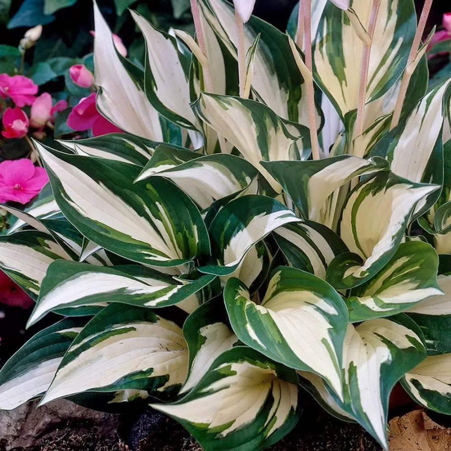 Hosta - Crin de toamna Patriot 1